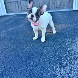 Tiffany - French Bulldog