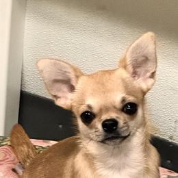 Sophie - Chihuahua