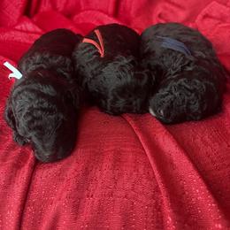 Cavapoo Puppies from J'Adore Doodles