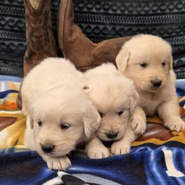 Lacy Boy 1 - Light golden male Golden Retriever puppy in Niles, Michigan from Family Raised Goldens