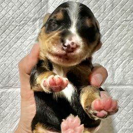 Traditional Tricolor 1 - Tri-color male Bernedoodle puppy in Brooksville, Florida from Kruger Doodles