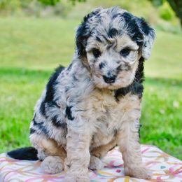Sally - Blue Merle Girl with Copper - Blue merle female Aussiedoodle puppy in Burkesville, Kentucky from Bline’s Awesome Aussies & Doxies at the Bline Family Farm