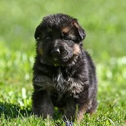 German Shepherd Puppies from Riverline Shepherds