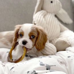 Cavalier King Charles Spaniel Puppies from CK Cavaliers