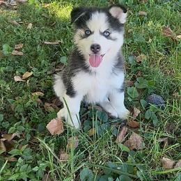 Peach - Black and white female Pomsky puppy in Henderson, Kentucky from Paris Pomskies