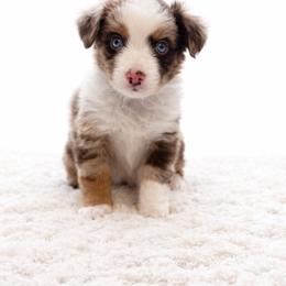 Jude - Red merle male Toy Australian Shepherd puppy in Louisville, Mississippi from Kristy’s Kennels