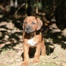 Rhodesian Ridgeback Puppies from Cape Ridge Rhodesian Ridgebacks