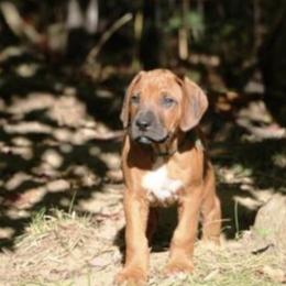 Rhodesian Ridgeback Puppies from Cape Ridge Rhodesian Ridgebacks