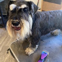 Miniature Schnauzer puppies from Daniels Mini Schnauzers
