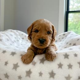 Green boy - Apricot male Australian Labradoodle puppy in Chelsea, Michigan from Michigan Labradoodles