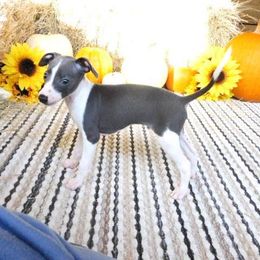Bianca Male 2 - Blue male Italian Greyhound puppy in Caryville Fl And Sparta Tn, Tennessee from Summerwind Kennel