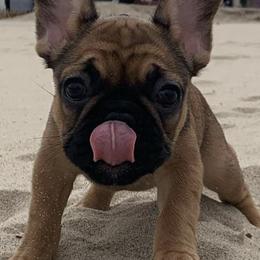 French Bulldogs from Nezzy’s Frenchies