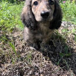 Boy 2 - Brindle male Dachshund puppy in Gouverneur, New York from Dack Dachshunds