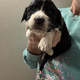 Tanya - Black and white female Bernedoodle puppy in Winfield, Alabama from Rose Lane Doodles