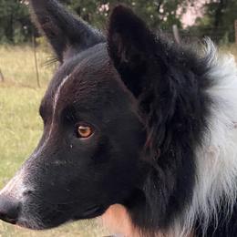 Border Collies and Miniature Schnauzers from Circle R Sidney