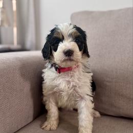 Blush - Black and white female Bernedoodle puppy in Moreno Valley, California from Ayy_Doodles