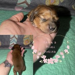 Blaze(blue collar) - Dapple male Dachshund puppy in Pope, Mississippi from Anna’s Mini Doxies