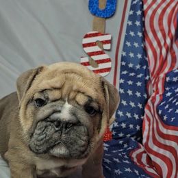"Carnage x Paczki Summer 2023 litter" Bulldog Puppies from Illinois Bullies Kennel