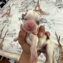 Girl 1 - Red and white female Shih Tzu puppy in Suwanee County, Florida from Everlasting Shih Tzu