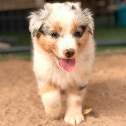 Cowboy - Blue merle male Australian Shepherd puppy in Vernal, Utah from Dancing M Australian Shepherds