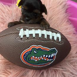 Yorkshire Terrier Puppies from Joy Riley's Yorkies