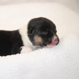 Boy 3 Tan - Black and tan male Pembroke Welsh Corgi puppy in Ville Platte, Louisiana from Flat town corgis