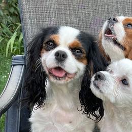 Cavalier King Charles Spaniels and Companion Crosses from Toy Cavaliers