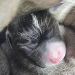 Gleam - Blue male Italian Greyhound puppy in Cadwell, Georgia from All The DoDa Day Italian Greyhounds