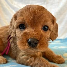 Waffle - Red female Cavapoo puppy in Adrian, Oregon from ApplebyFarm