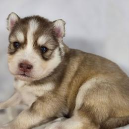 Denji - Red and white male Siberian Husky puppy in Buckeye, Arizona from Anime Huskies