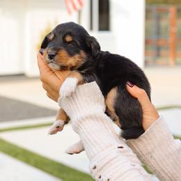 Slinky - Tri-color male Bernedoodle puppy in Yuba City, California from Ranch House Doodles