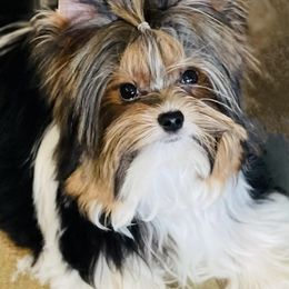 Lark - Biewer Terrier