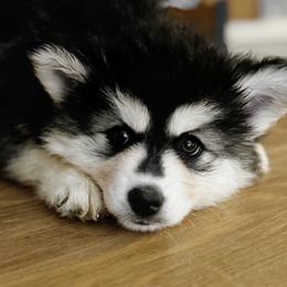Girl 1 - Black and white female Pomsky puppy in Bolton, Connecticut from Elle Pomsky