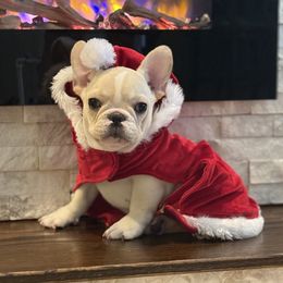 Boy 2 - French Bulldog puppy from Big Daddy Frenchies