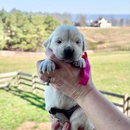Miss Pink - Light golden female Golden Retriever puppy in Jasper, Tennessee from Suncoast Goldens