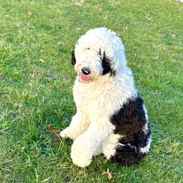 Millie - Sheepadoodle
