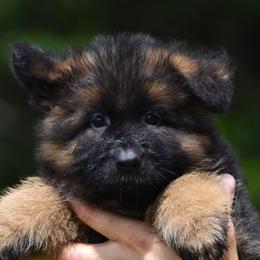Caption - Black and red German Shepherd puppy in Azle, Texas from Nuckol's Canines German Shepherds