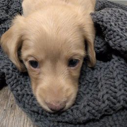 Lavender - Cream female Dachshund puppy in Medina, Ohio from English Cream Dream Dachshunds
