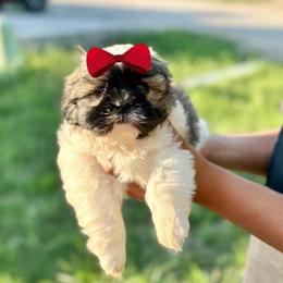 Girl 2 - Liver and white female Shih Tzu puppy in Seguin, Texas from Dolled Up Shih Tzus