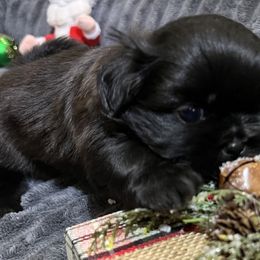 Shih Tzu Puppies from Hilltop Shih Tzus