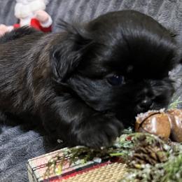 Shih Tzu Puppies from Hilltop Shih Tzus