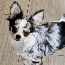 Chihuahuas from Granny's Chihuahuas
