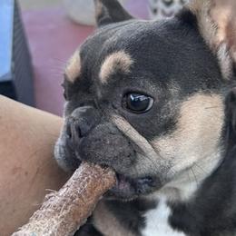 French Bulldogs from Prairie Rose French bulldogs.