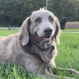 Kyra - Long Haired Weimaraner