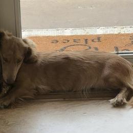 Dixie - Dachshund