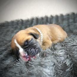 Gretchen - Fawn female Boxer puppy in Russellville, Missouri from Soaring Royalty Canines LLC