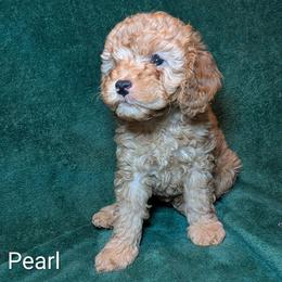 Pearl - Buff and white female Cockapoo puppy in Sunset, Louisiana from Cano Cockapoos