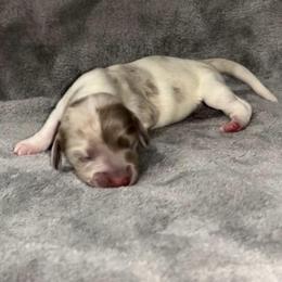 Isabella dappled piebald - Dapple male Dachshund puppy in Gainesville, Texas from Diamond B Doxies