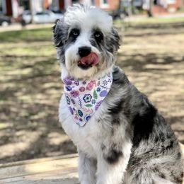 Oakley - Aussiedoodle