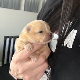 Female- light pink - Cream sable parti female Pomeranian puppy in Cheektowaga, New York from Buffalo Pomeranians 716
